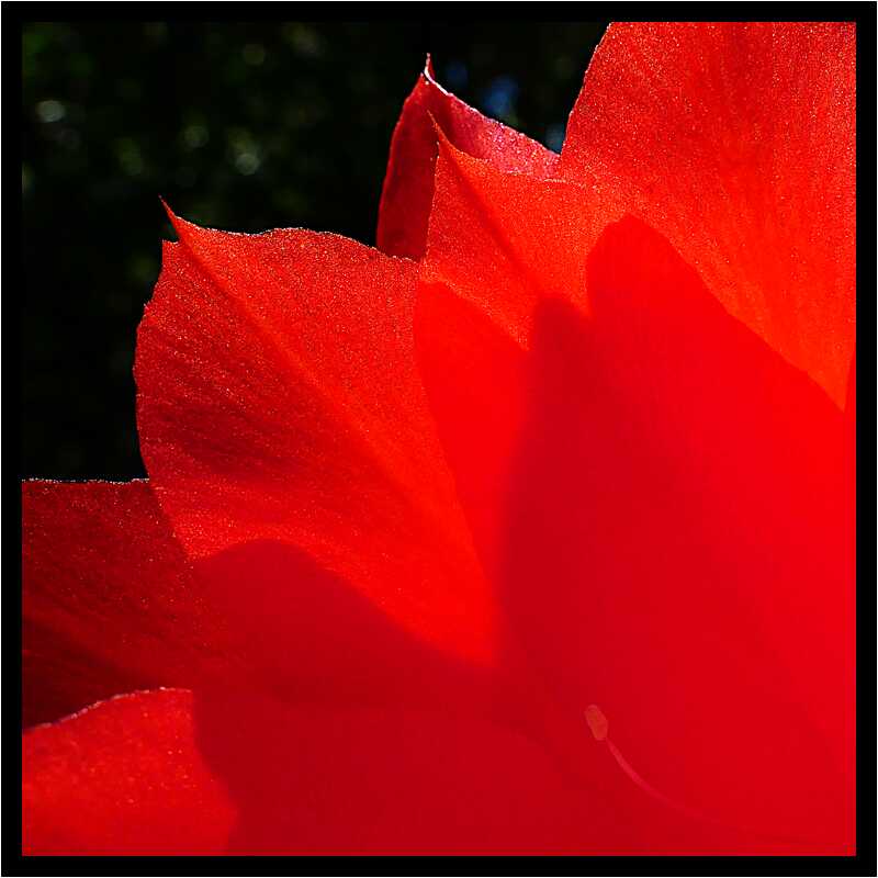 [LeJardinDerriereLaMaison20_119-Vegetal-Transparence-Macro-moyen.jpg]