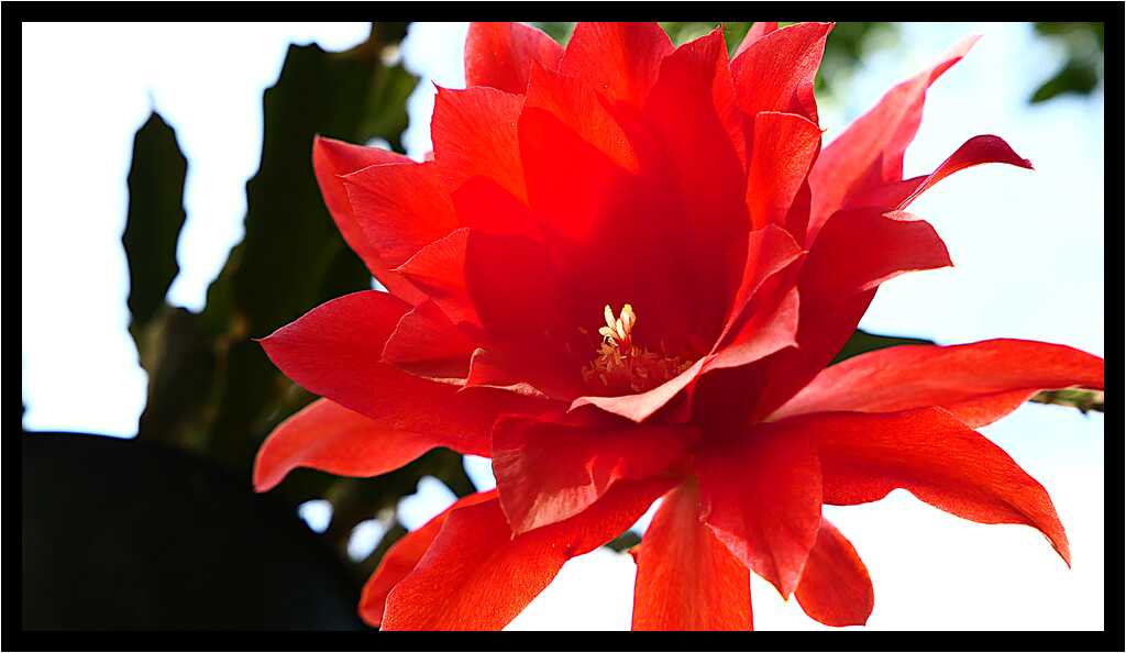 [LeJardinDerriereLaMaison20_125-Vegetal-Transparence-Macro-moyen.jpg]