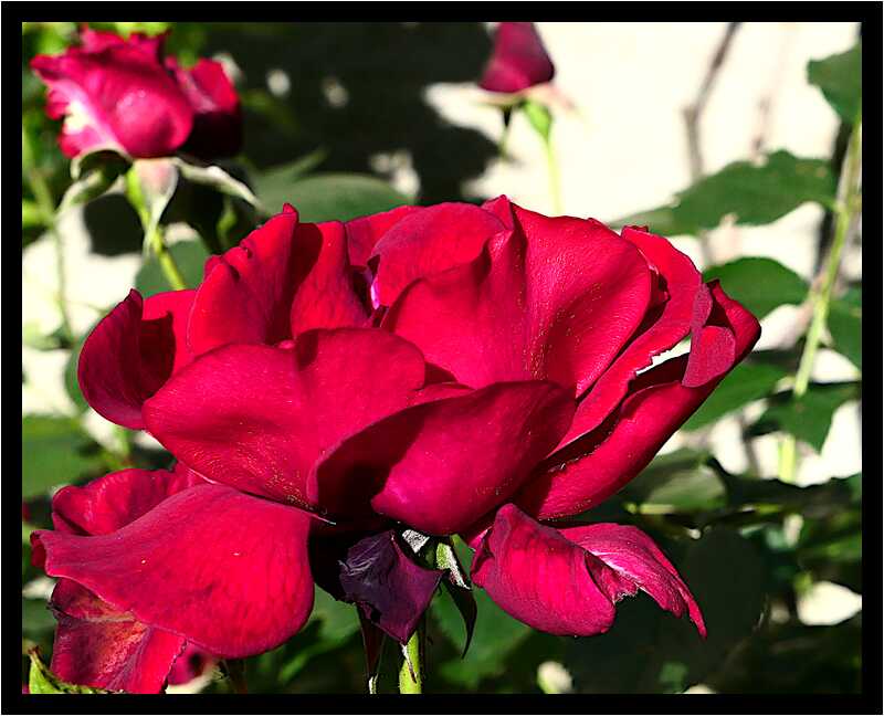 [LeJardinDerriereLaMaison20_134-Vegetal-Macro-moyen.jpg]