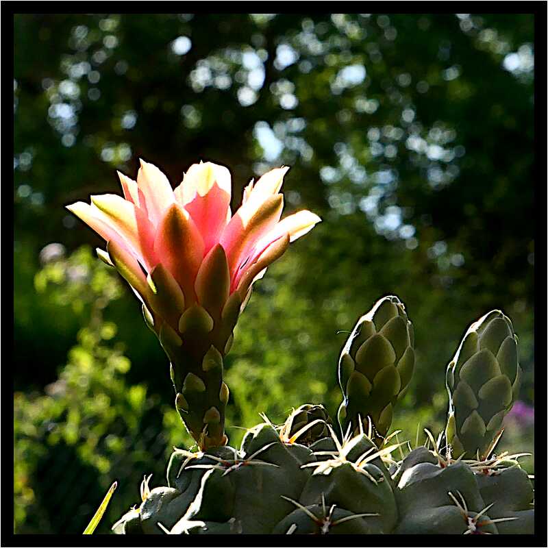 [LeJardinDerriereLaMaison20_142-Vegetal-Transparence-Macro-moyen.jpg]