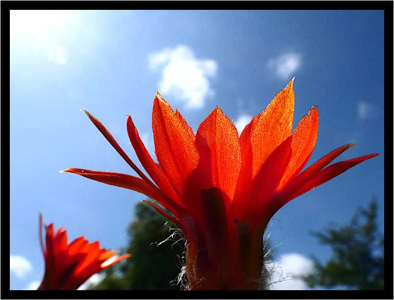 [LeJardinDerriereLaMaison20_147-Vegetal-Transparence-Macro-moyen.jpg]