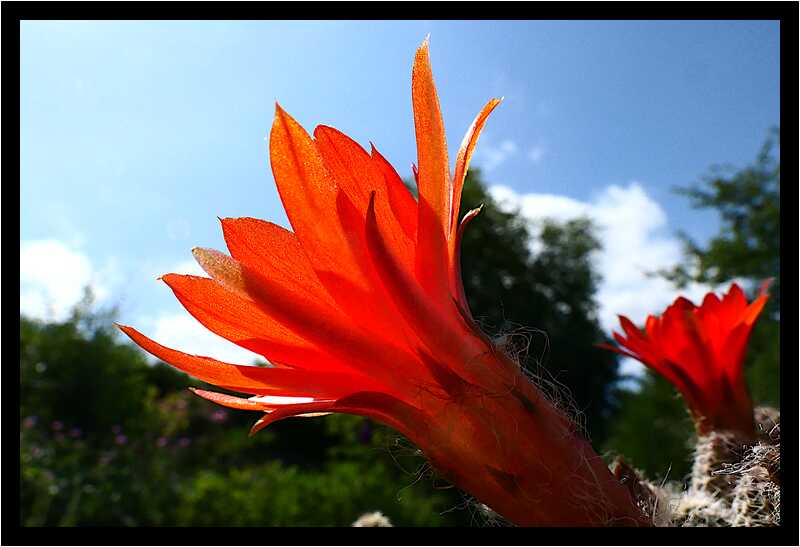 [LeJardinDerriereLaMaison20_148-Vegetal-Transparence-Macro-moyen.jpg]