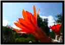 [LeJardinDerriereLaMaison20_148-Vegetal-Transparence-Macro-vignette.jpg]