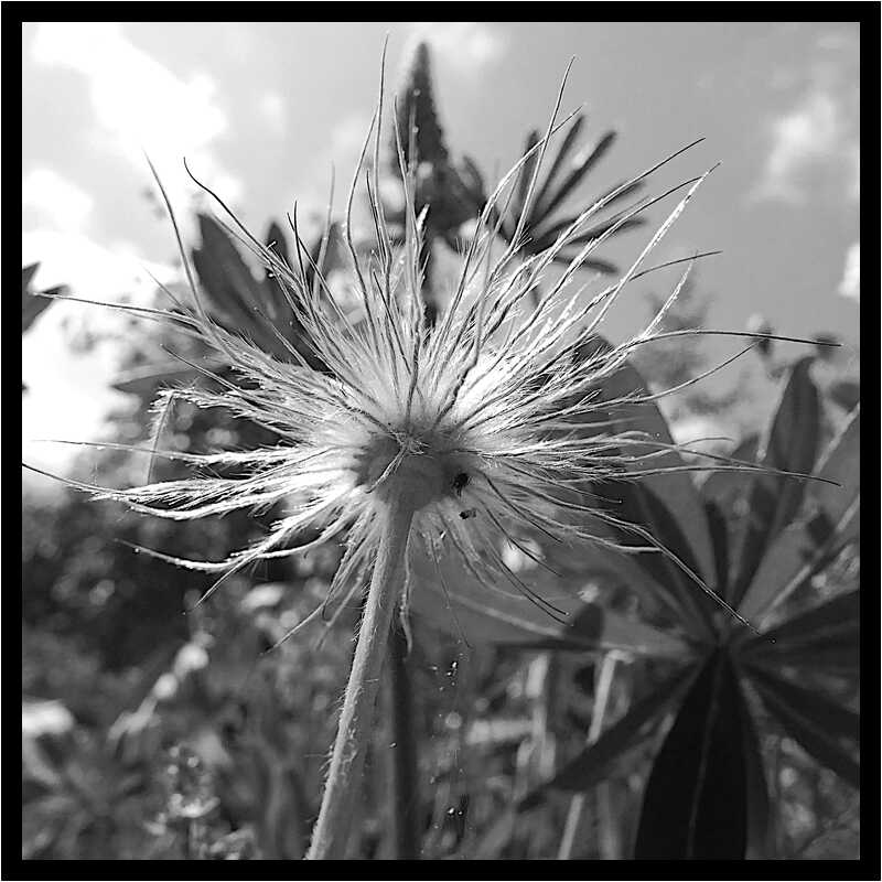 [LeJardinDerriereLaMaison20_153-Vegetal-Transparence-Macro-NB-moyen.jpg]