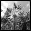 [LeJardinDerriereLaMaison20_153-Vegetal-Transparence-Macro-NB-vignette.jpg]