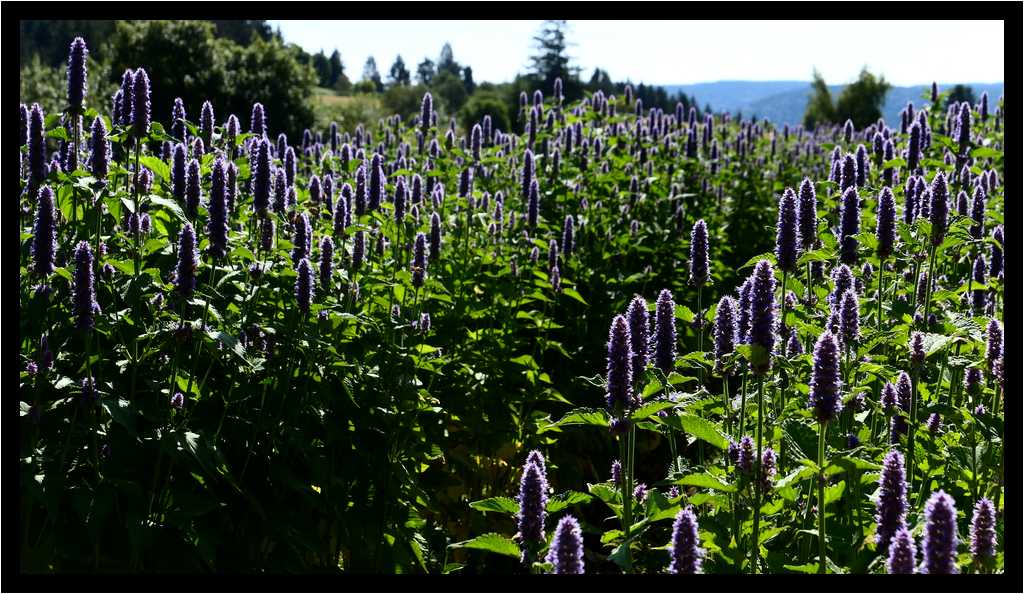 [LesJardinsDeBernadette19_10-Vegetal-Transparence-moyen.jpg]