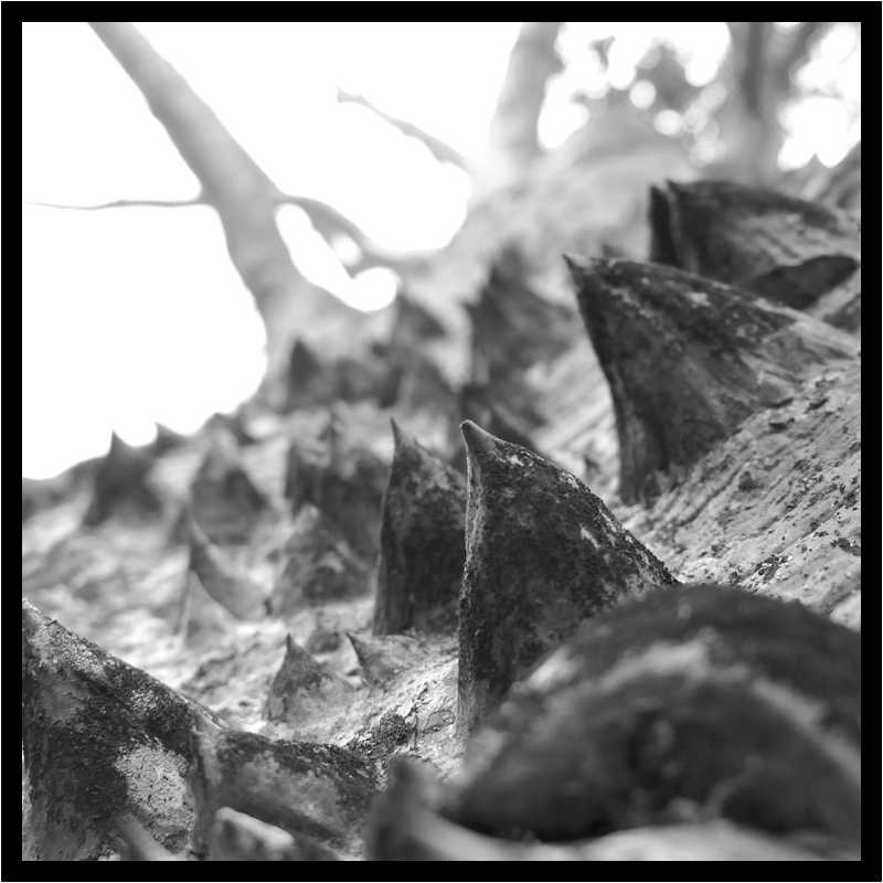 [ParcBotaniqueDeLHabitationClement19_06-Vegetal-Macro-NB-moyen.jpg]