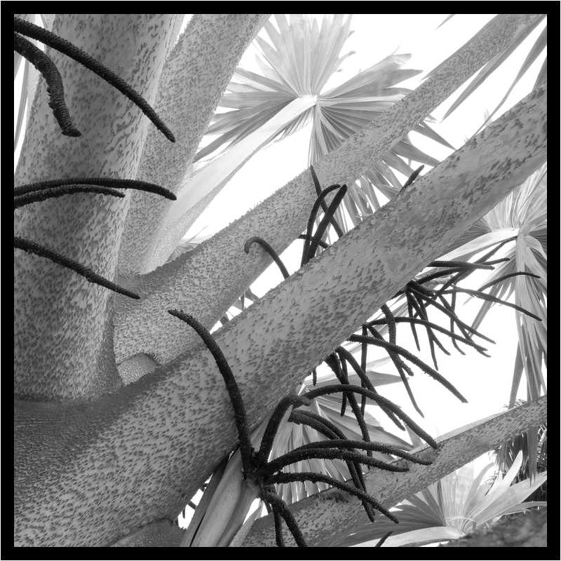 [ParcBotaniqueDeLHabitationClement19_08-Vegetal-NB-moyen.jpg]
