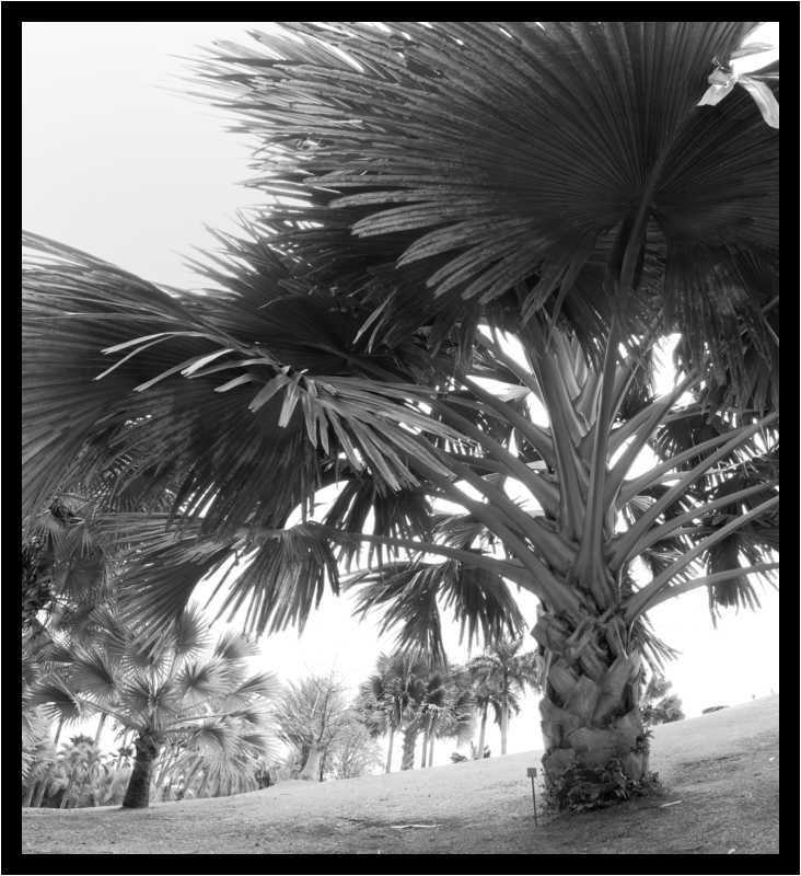 [ParcBotaniqueDeLHabitationClement19_20-Vegetal-Pano-NB-moyen.jpg]