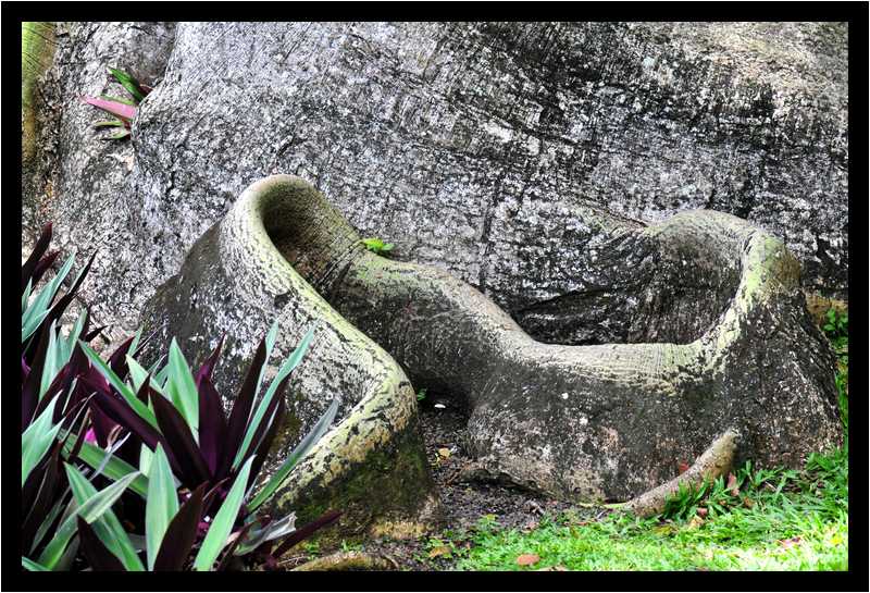 [JardinBotaniqueDeDeshaies14_036-Vegetal-moyen.jpg]