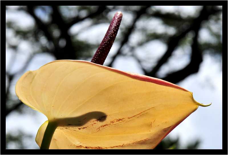[JardinBotaniqueDeDeshaies14_096-Vegetal-Transparence-Macro-moyen.jpg]