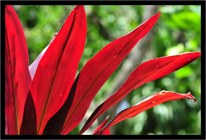 [JardinBotaniqueDeDeshaies14_116-Vegetal-Transparence-Macro-moyen.jpg]