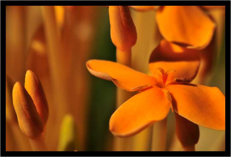[JardinBotaniqueDuCarbet12_32-Vegetal-Macro-moyen.jpg]