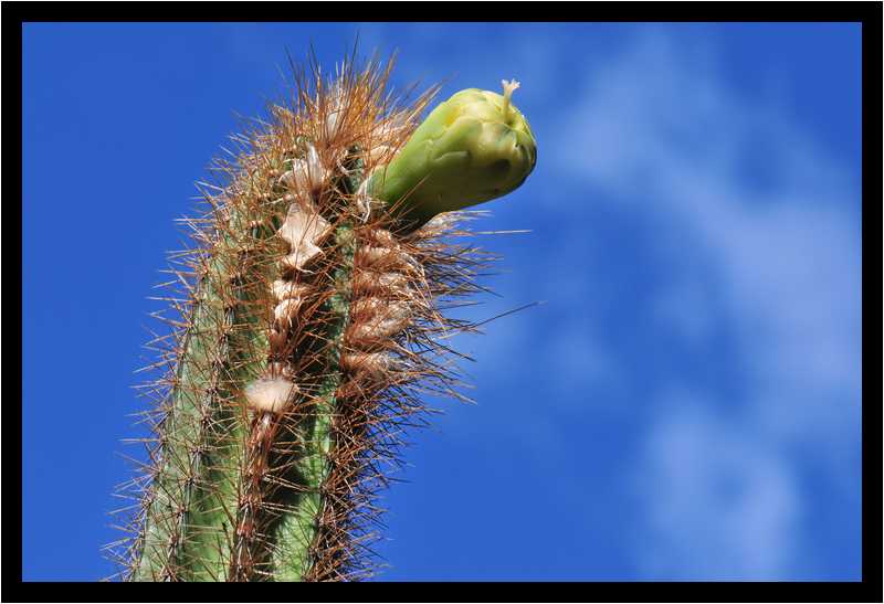 [JardinBotaniqueDuCarbet12_42-Vegetal-Macro-moyen.jpg]