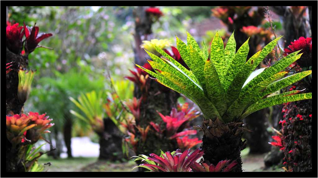[JardinDeBalata12_011-Vegetal-Transparence-moyen.jpg]