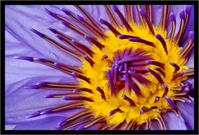 [JardinDeBalata12_133-Vegetal-Macro-moyen.jpg]