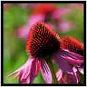 [JardinDeLAbbayeNotreDameDeDaoulas08_26-Vegetal-Macro-vignette.jpg]