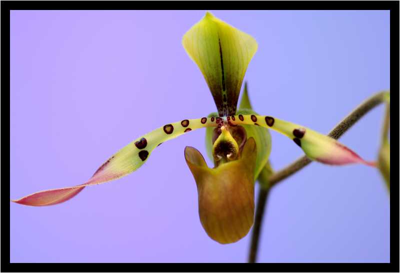 [JardinDuLuxembourg10_33-Vegetal-Macro-moyen.jpg]