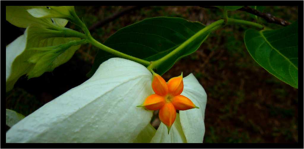 [ParcBotaniqueDeLHabitationClement12_27-Vegetal-Macro-moyen.jpg]
