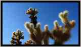 [ChollaGarden17_23-Vegetal-Transparence-vignette.jpg]