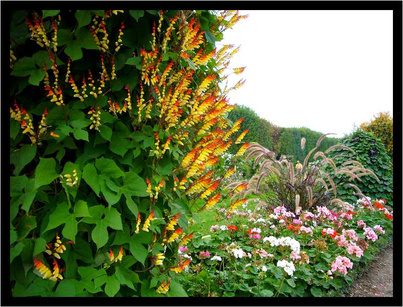 [JardinDesPlantesDeParis06_11-Vegetal-moyen.jpg]