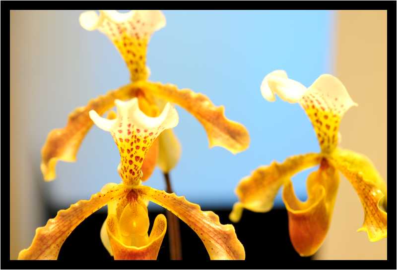 [JardinDuLuxembourg10_01-Vegetal-Macro-moyen.jpg]