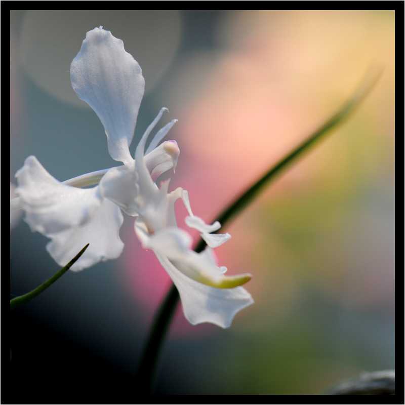 [JardinDuLuxembourg10_06-Vegetal-Macro-moyen.jpg]