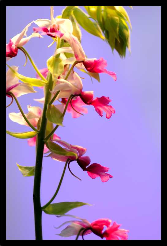 [JardinDuLuxembourg10_07-Vegetal-moyen.jpg]