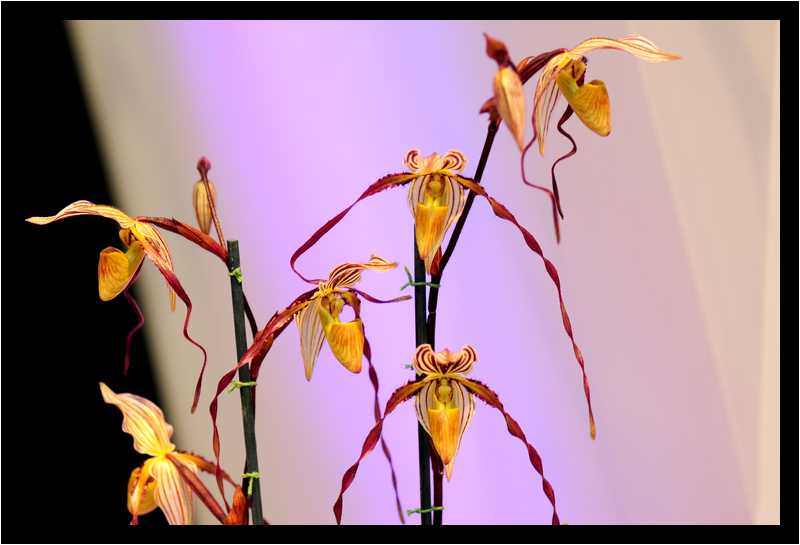 [JardinDuLuxembourg10_10-Vegetal-moyen.jpg]