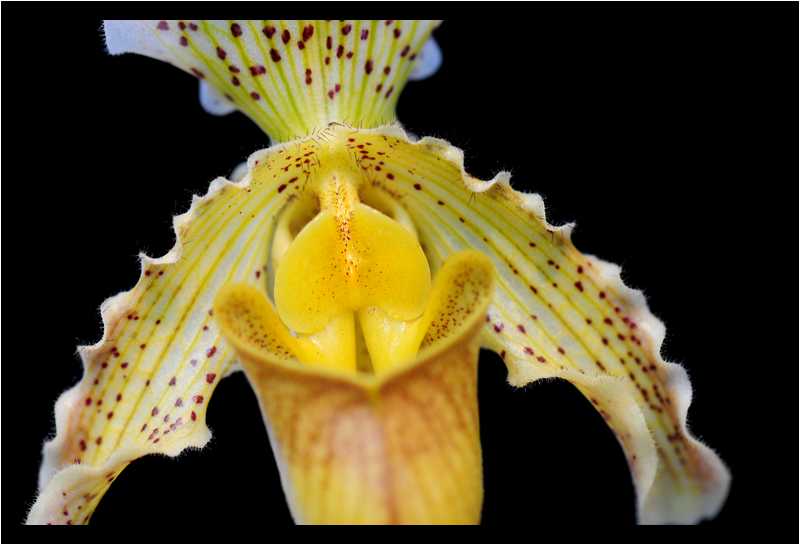 [JardinDuLuxembourg10_12-Vegetal-Macro-moyen.jpg]