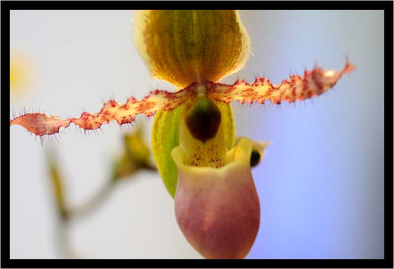 [JardinDuLuxembourg10_13-Vegetal-Transparence-Macro-moyen.jpg]