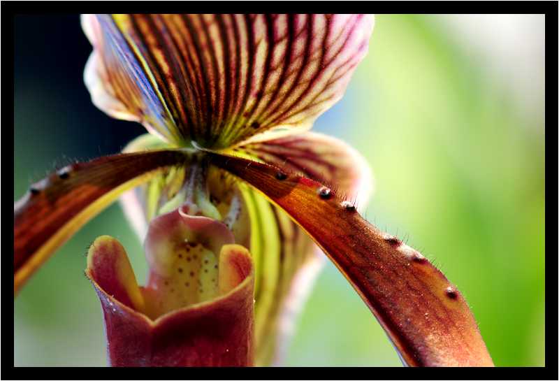 [JardinDuLuxembourg10_15-Vegetal-Transparence-Macro-moyen.jpg]