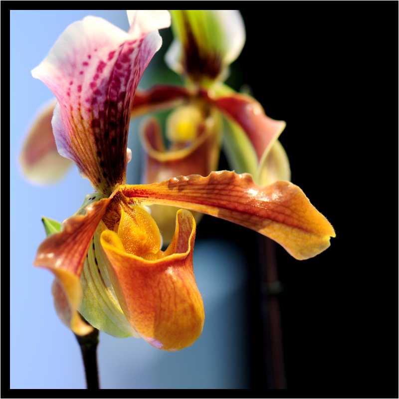 [JardinDuLuxembourg10_16-Vegetal-Macro-moyen.jpg]