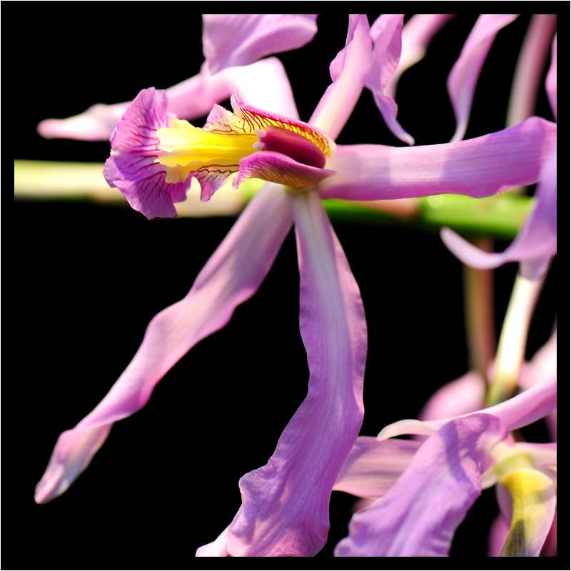 [JardinDuLuxembourg10_20-Vegetal-Macro-moyen.jpg]