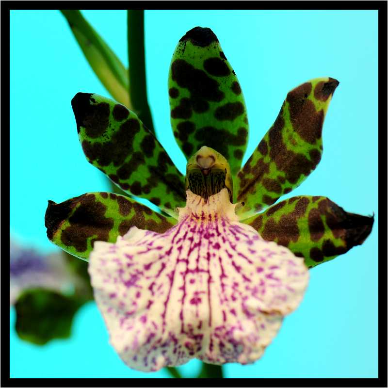 [JardinDuLuxembourg10_23-Vegetal-Macro-moyen.jpg]