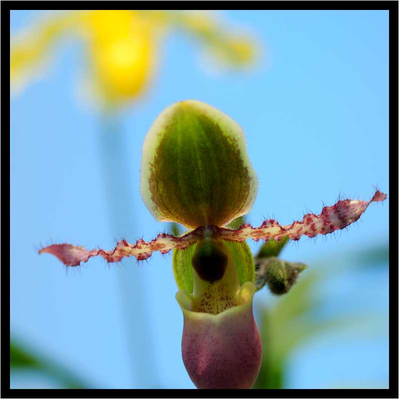 [JardinDuLuxembourg10_26-Vegetal-Macro-moyen.jpg]