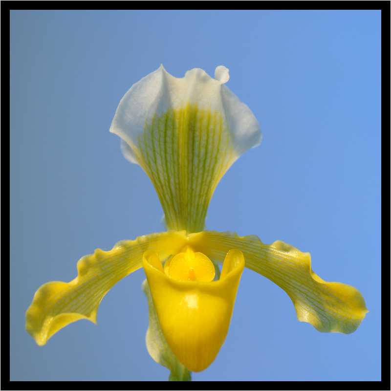 [JardinDuLuxembourg10_27-Vegetal-Macro-moyen.jpg]