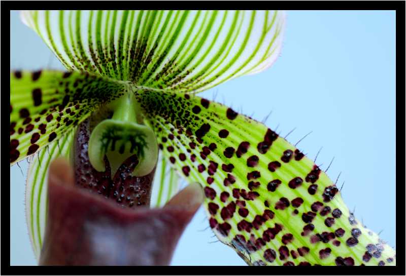 [JardinDuLuxembourg10_32-Vegetal-Transparence-Macro-moyen.jpg]