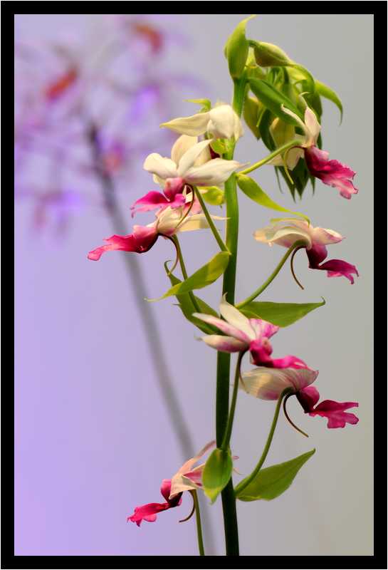 [JardinDuLuxembourg10_36-Vegetal-moyen.jpg]