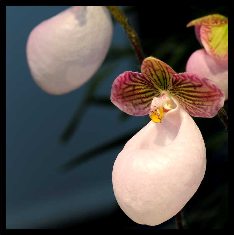 [JardinDuLuxembourg10_41-Vegetal-Macro-moyen.jpg]