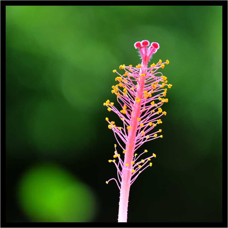 [JardinBotaniqueDeDeshaies14_020-Vegetal-Macro-moyen.jpg]