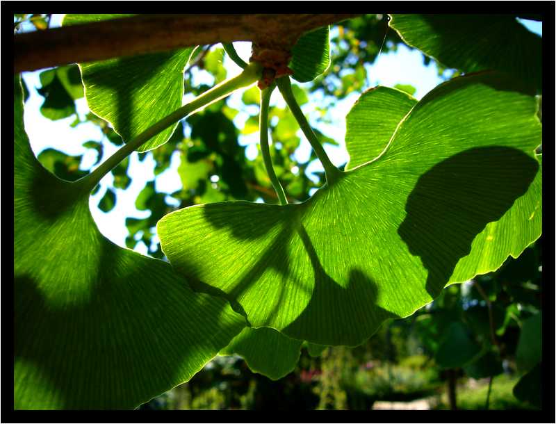 [JardinDeLAbbayeNotreDameDeDaoulas06_11-Vegetal-Transparence-Macro-moyen.jpg]