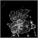 [GalerieDaEnd24_069-BonesAndClouds-Detail-Macro-NB-vignette.jpg]