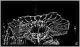 [GalerieDaEnd24_084-BonesAndClouds-Detail-Macro-NB-vignette.jpg]