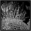 [GalerieDaEnd24_093-BonesAndClouds-Detail-Macro-NB-vignette.jpg]