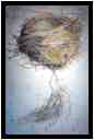 [DomaineDeLaRocheJagu21_006-Metamorphose-vignette.jpg]