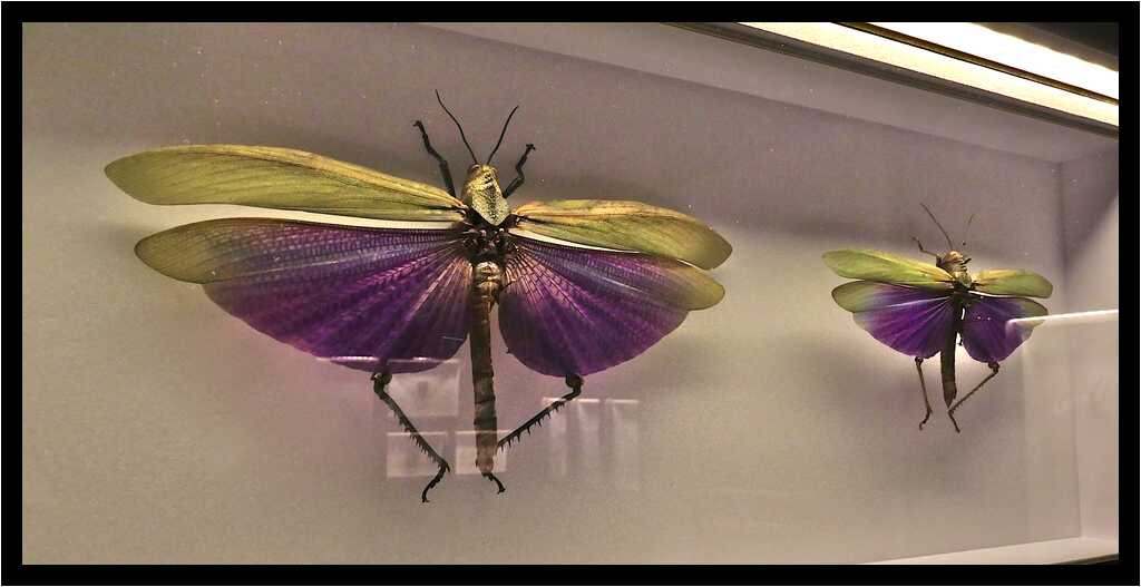 [DomaineDeLaRocheJagu22_120-AnimaExMusica-Animal-Macro-moyen.jpg]