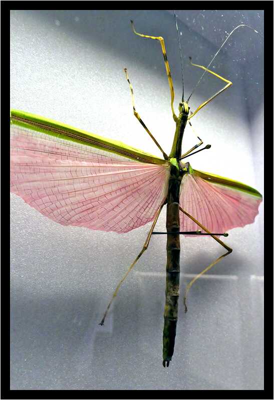[DomaineDeLaRocheJagu22_122-AnimaExMusica-Animal-Macro-moyen.jpg]