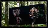 [LeHautDuTot19_20-LesSentiersDeLaPhoto-vignette.jpg]