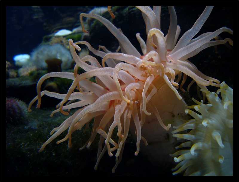 [Oceanopolis06_10-Animal-Transparence-Macro-moyen.jpg]